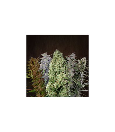 banco de semillas ACE SEEDS ACE MIX 100% ACE SEEDS