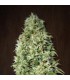 banco de semillas ACE SEEDS ORIENT EXPRESS 100% ACE SEEDS