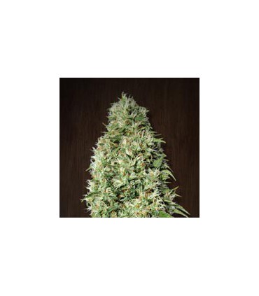 banco de semillas ACE SEEDS ORIENT EXPRESS 100% ACE SEEDS