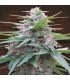 banco de semillas ACE SEEDS PANAMA 100% ACE SEEDS