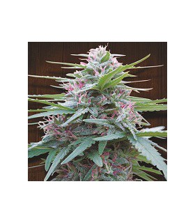 banco de semillas ACE SEEDS PANAMA 100% ACE SEEDS