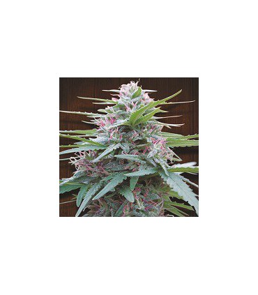 banco de semillas ACE SEEDS PANAMA 100% ACE SEEDS