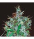 banco de semillas ACE SEEDS PANAMA HAZE 100% ACE SEEDS