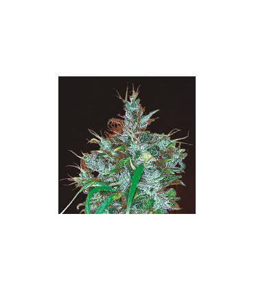banco de semillas ACE SEEDS PANAMA HAZE 100% ACE SEEDS