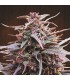 banco de semillas ACE SEEDS PURPLE HAZE X MALAWI 100% ACE SEEDS