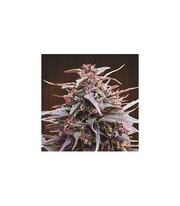 banco de semillas ACE SEEDS PURPLE HAZE X MALAWI 100% ACE SEEDS