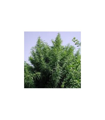 banco de semillas ACE SEEDS TROPICAL MIX 100% ACE SEEDS