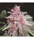 banco de semillas ACE SEEDS VIOLETA ACE SEEDS