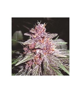 banco de semillas ACE SEEDS VIOLETA ACE SEEDS