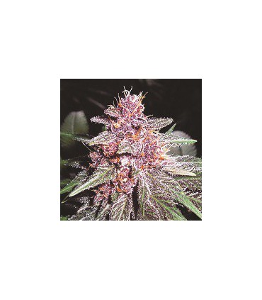 banco de semillas ACE SEEDS VIOLETA ACE SEEDS
