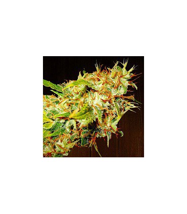 banco de semillas ACE SEEDS ZAMALDELICA 100% ACE SEEDS