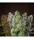 banco de semillas ACE SEEDS ACE MIX 100% ACE SEEDS