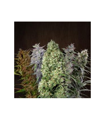 banco de semillas ACE SEEDS ACE MIX 100% ACE SEEDS