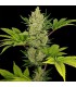 banco de semillas BARNEYS FARM SEEDS AUTO BLUE CHEESE
