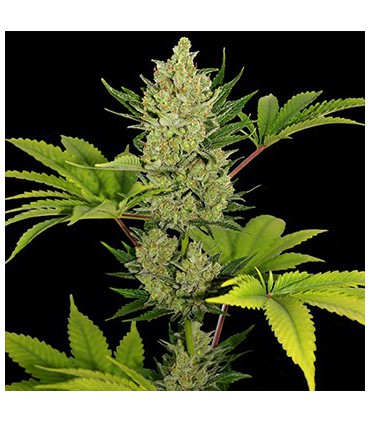 banco de semillas BARNEYS FARM SEEDS AUTO BLUE CHEESE