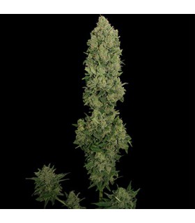 banco de semillas BARNEYS FARM SEEDS AUTO NYC DIESEL
