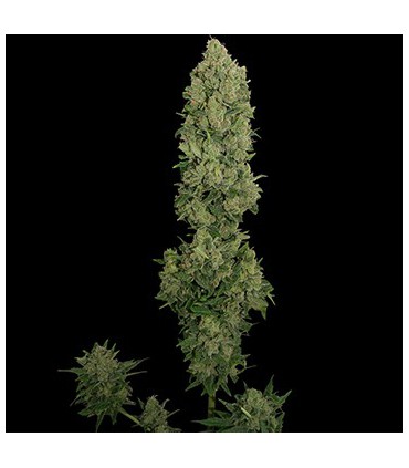 banco de semillas BARNEYS FARM SEEDS AUTO NYC DIESEL