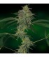 banco de semillas BARNEYS FARM SEEDS BLUE MAMMOTH AUTO
