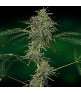 banco de semillas BARNEYS FARM SEEDS BLUE MAMMOTH AUTO