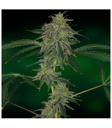 banco de semillas BARNEYS FARM SEEDS BLUE MAMMOTH AUTO
