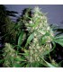banco de semillas BARNEYS FARM SEEDS CRITICAL RAPIDO AUTO