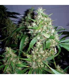 banco de semillas BARNEYS FARM SEEDS CRITICAL RAPIDO AUTO