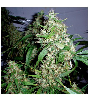 banco de semillas BARNEYS FARM SEEDS CRITICAL RAPIDO AUTO