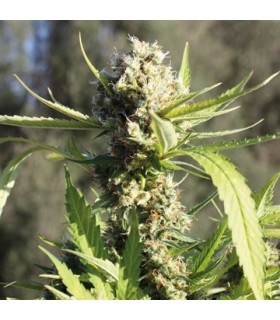 banco de semillas BARNEYS FARM SEEDS LITTLE CHEESE