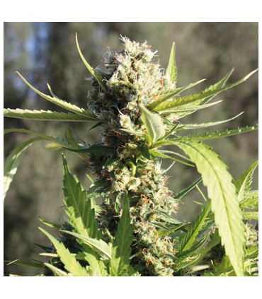 banco de semillas BARNEYS FARM SEEDS LITTLE CHEESE