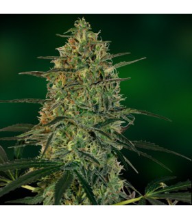 banco de semillas BARNEYS FARM SEEDS MALANA BOMB AUTO