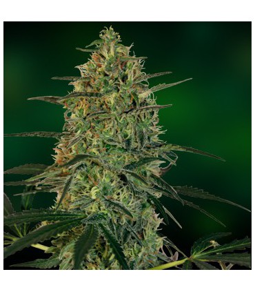 banco de semillas BARNEYS FARM SEEDS MALANA BOMB AUTO
