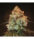 banco de semillas ACE SEEDS GOLDEN TIGER 100% ACE SEEDS