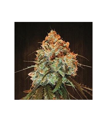 banco de semillas ACE SEEDS GOLDEN TIGER 100% ACE SEEDS