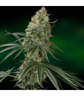 banco de semillas BARNEYS FARM SEEDS SIN TRA BAJO AUTO