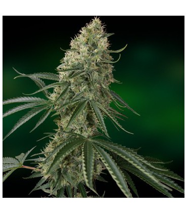 banco de semillas BARNEYS FARM SEEDS SIN TRA BAJO AUTO