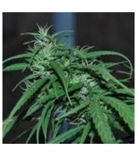 banco de semillas ACE SEEDS GREEN HAZE REGULAR ACE SEEDS