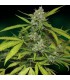 banco de semillas BARNEYS FARM SEEDS SWEET TOOTH AUTOMATICA