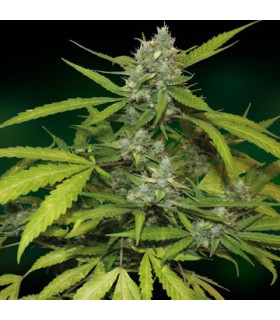 banco de semillas BARNEYS FARM SEEDS SWEET TOOTH AUTOMATICA