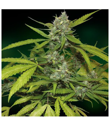banco de semillas BARNEYS FARM SEEDS SWEET TOOTH AUTOMATICA