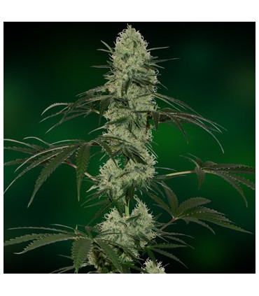 banco de semillas BARNEYS FARM SEEDS TANGELO RÁPIDO AUTO