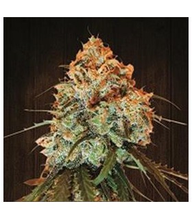 banco de semillas ACE SEEDS GOLDEN TIGER REGULAR ACE SEEDS