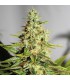 banco de semillas BARNEYS FARM SEEDS ACAPULCO GOLD