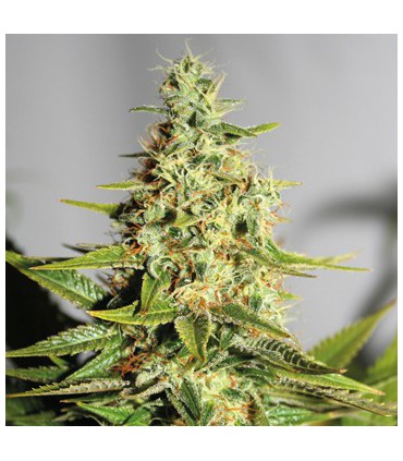 banco de semillas BARNEYS FARM SEEDS ACAPULCO GOLD