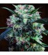 banco de semillas ACE SEEDS KALI CHINA 100% ACE SEEDS