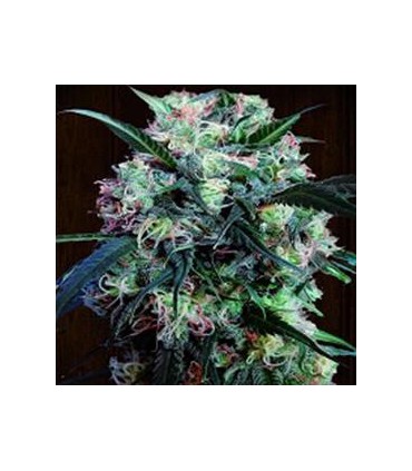 banco de semillas ACE SEEDS KALI CHINA 100% ACE SEEDS