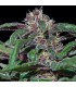banco de semillas BARNEYS FARM SEEDS AYAHUASCA PURPLE BARNEY'S FARM SEEDS