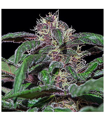 banco de semillas BARNEYS FARM SEEDS AYAHUASCA PURPLE BARNEY'S FARM SEEDS