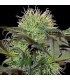banco de semillas BARNEYS FARM SEEDS BAD AZZ KUSH BARNEY'S FARM SEEDS