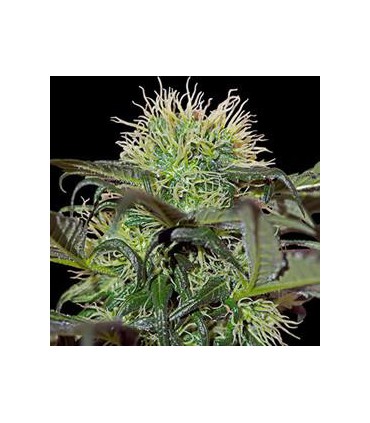 banco de semillas BARNEYS FARM SEEDS BAD AZZ KUSH BARNEY'S FARM SEEDS