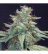 banco de semillas BARNEYS FARM SEEDS BLUE CHEESE